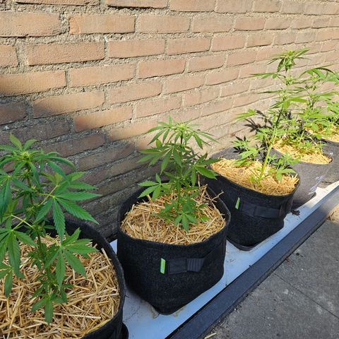 Auto cinderella jack  growlog timeline photo