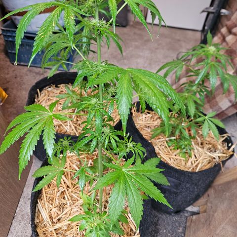 Auto cinderella jack  growlog timeline photo