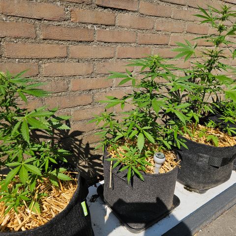 Auto cinderella jack  growlog timeline photo