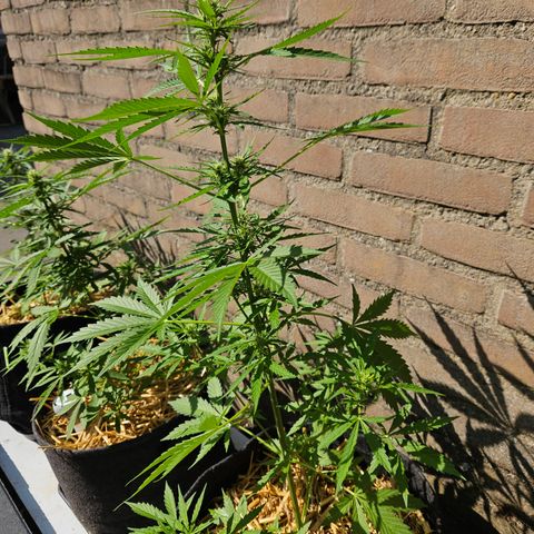 Auto cinderella jack  growlog timeline photo