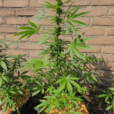 Auto cinderella jack  growlog timeline photo