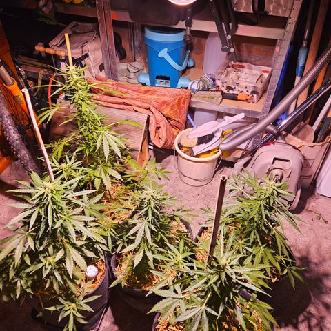 Auto cinderella jack  growlog photo: I haveput the spectrolight in the shed, to give some extra light on clowdy days. 