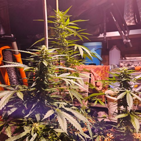 Auto cinderella jack  growlog photo: I haveput the spectrolight in the shed, to give some extra light on clowdy days. 