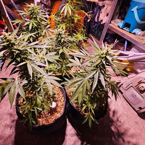 Auto cinderella jack  growlog timeline photo
