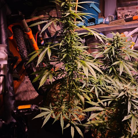 Auto cinderella jack  growlog timeline photo
