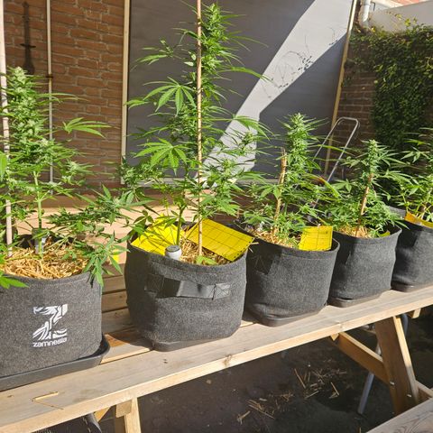 Auto cinderella jack  growlog timeline photo