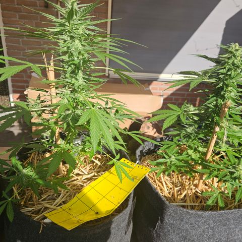 Auto cinderella jack  growlog timeline photo