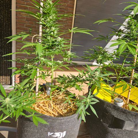 Auto cinderella jack  growlog timeline photo