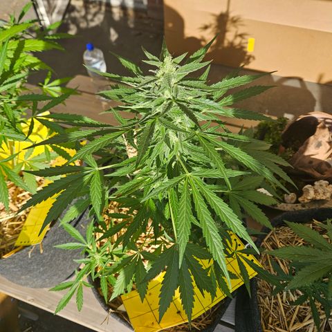Auto cinderella jack  growlog timeline photo