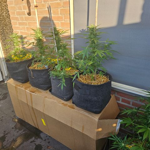 Auto cinderella jack  growlog timeline photo