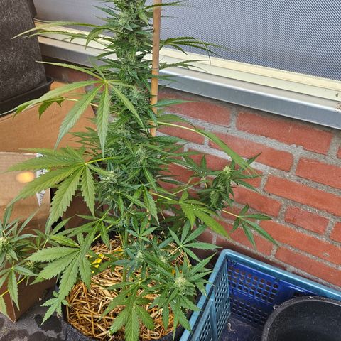 Auto cinderella jack  growlog timeline photo