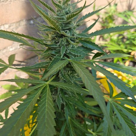 Auto cinderella jack  growlog timeline photo