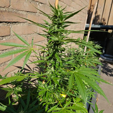 Auto cinderella jack  growlog timeline photo