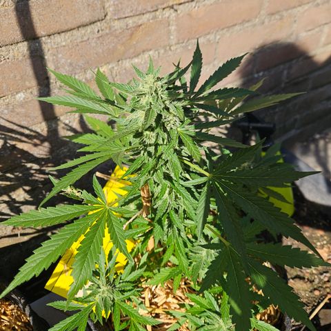 Auto cinderella jack  growlog timeline photo