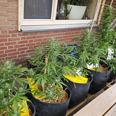 Auto cinderella jack  growlog timeline photo