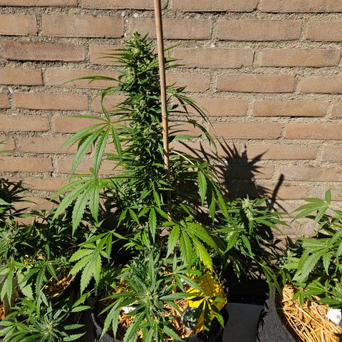 Auto cinderella jack  growlog timeline photo