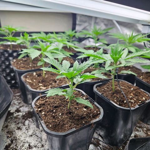 Jack herer ( the original ) growlog timeline photo