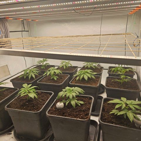 Jack herer ( the original ) growlog timeline photo