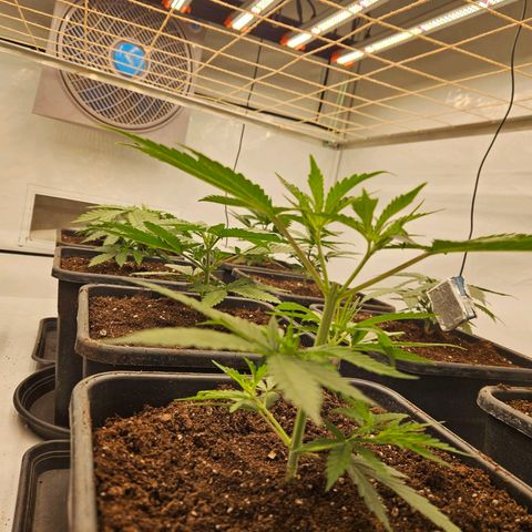 Jack herer ( the original ) growlog timeline photo