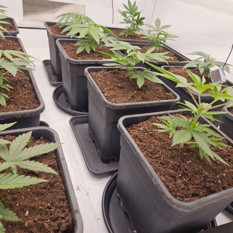 Jack herer ( the original ) growlog timeline photo
