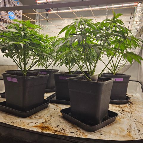 Jack herer ( the original ) growlog timeline photo