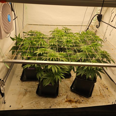 Jack herer ( the original ) growlog timeline photo