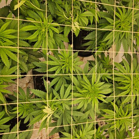Jack herer ( the original ) growlog timeline photo