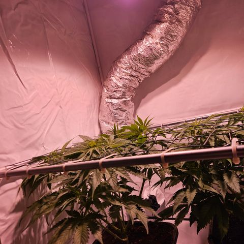 Jack herer ( the original ) growlog timeline photo