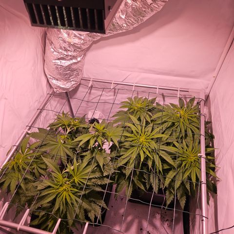 Jack herer ( the original ) growlog timeline photo