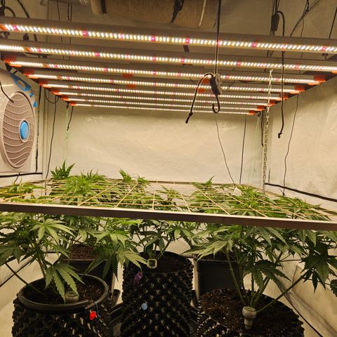Jack herer ( the original ) growlog timeline photo
