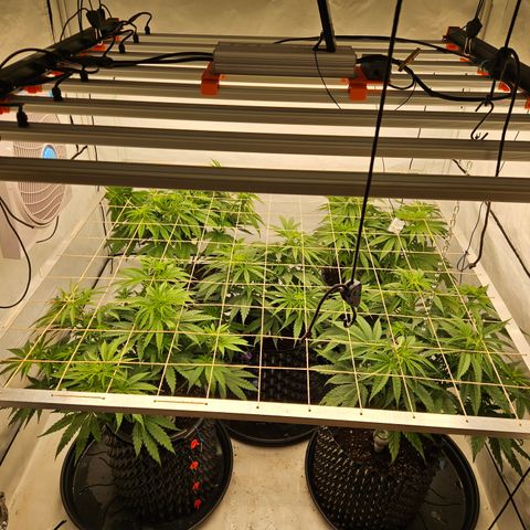 Jack herer ( the original ) growlog timeline photo