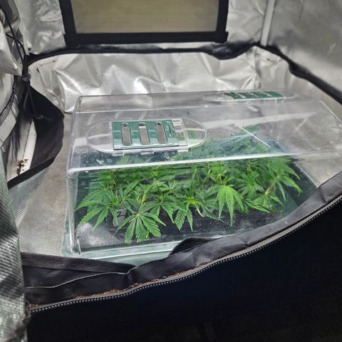 Jack herer ( the original ) growlog photo: Cuttings. ( creating a motherplant)