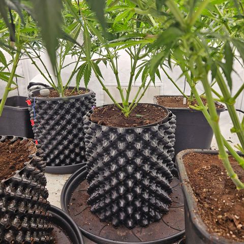 Jack herer ( the original ) growlog timeline photo