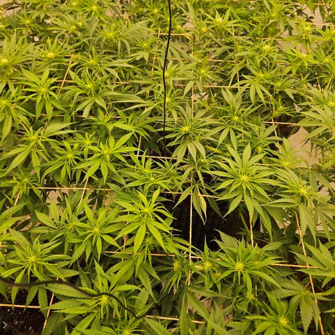 Jack herer ( the original ) growlog timeline photo