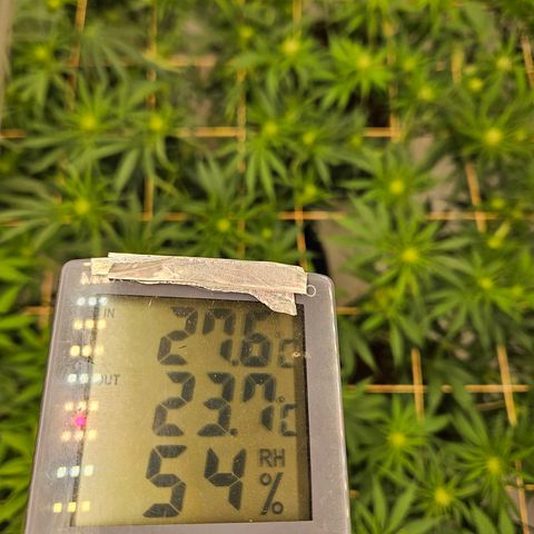 Jack herer ( the original ) growlog timeline photo