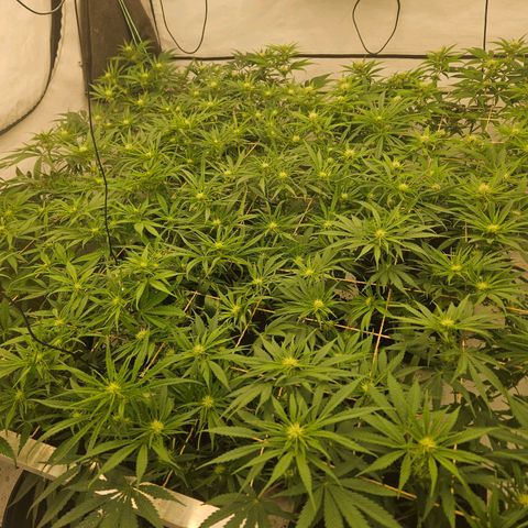 Jack herer ( the original ) growlog timeline photo
