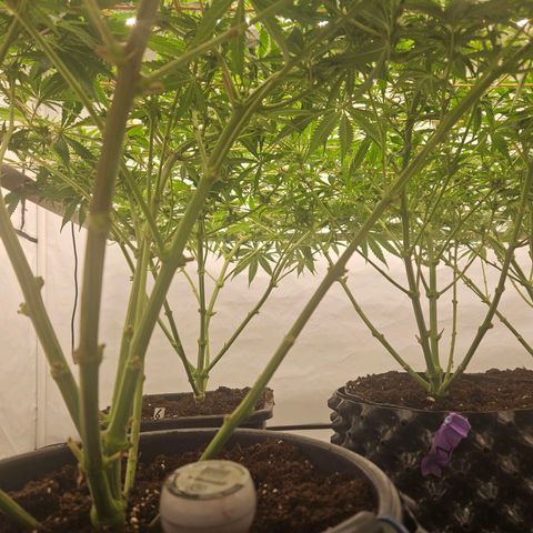 Jack herer ( the original ) growlog timeline photo