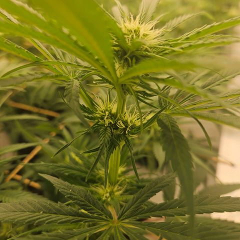 Jack herer ( the original ) growlog timeline photo
