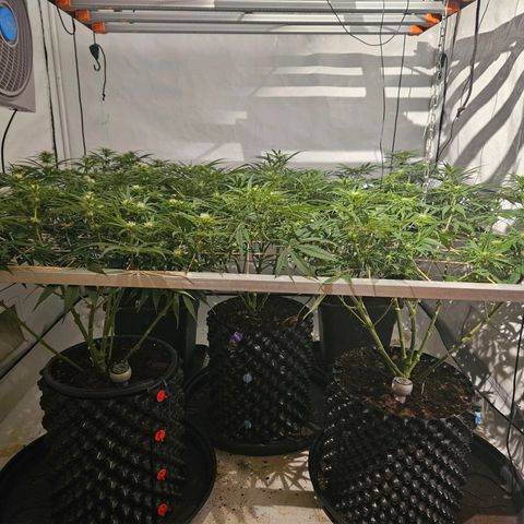 Jack herer ( the original ) growlog timeline photo