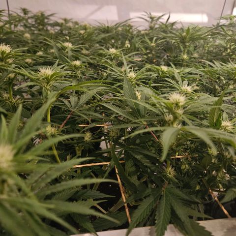 Jack herer ( the original ) growlog timeline photo