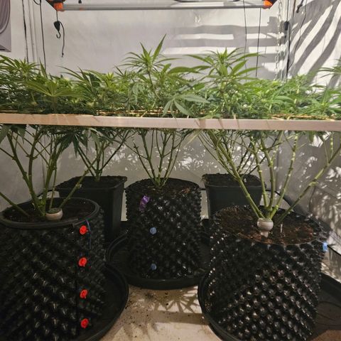 Jack herer ( the original ) growlog timeline photo