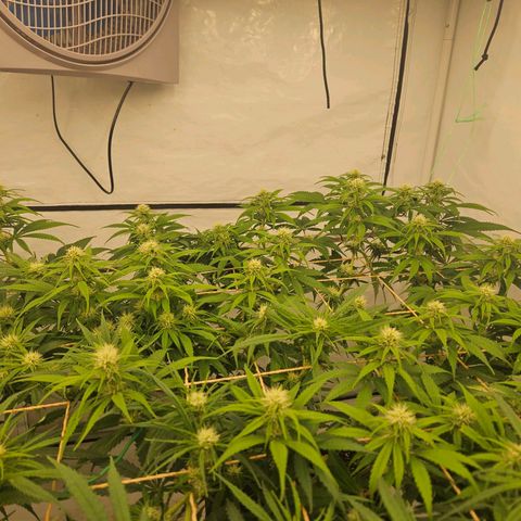 Jack herer ( the original ) growlog timeline photo