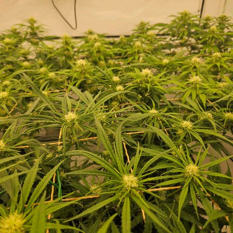 Jack herer ( the original ) growlog timeline photo