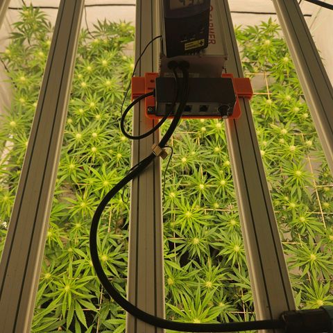 Jack herer ( the original ) growlog timeline photo