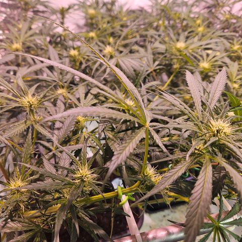 Jack herer ( the original ) growlog timeline photo