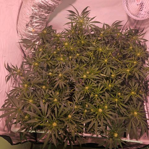 Jack herer ( the original ) growlog timeline photo
