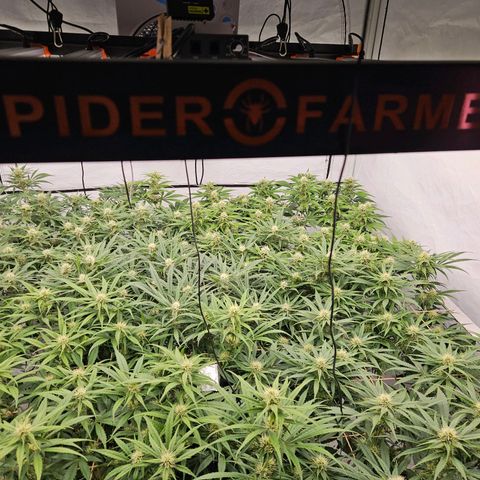 Jack herer ( the original ) growlog timeline photo