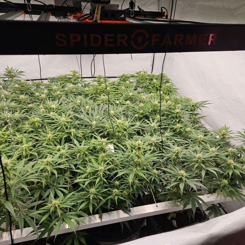 Jack herer ( the original ) growlog timeline photo