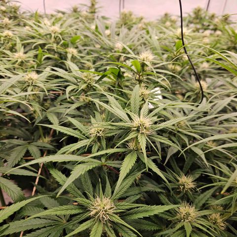 Jack herer ( the original ) growlog timeline photo