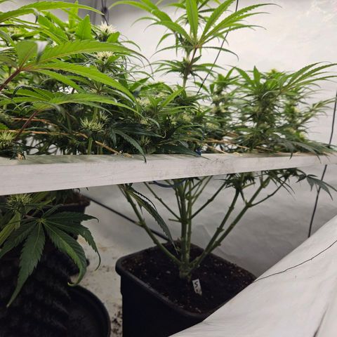 Jack herer ( the original ) growlog timeline photo